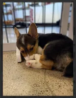 Bailey-reduced, a female Pembroke Welsh Corgi for sale in Lexington, KY – Photo 6 of 10