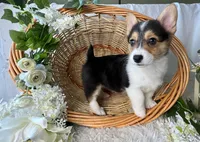 Bailey, a female Pembroke Welsh Corgi for sale in Lexington, KY – Photo 2 of 4