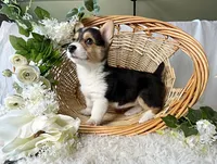 Bailey, a female Pembroke Welsh Corgi for sale in Lexington, KY – Photo 3 of 4