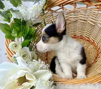 Buddy, a male Pembroke Welsh Corgi for sale in Lexington, KY – Photo 3 of 4