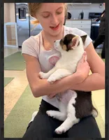 Buddy-reduced, a male Pembroke Welsh Corgi for sale in Lexington, KY – Photo 6 of 9