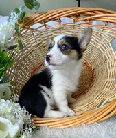 Buddy, a male Pembroke Welsh Corgi for sale in Lexington, KY – Photo 4 of 4