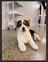 Buddy-reduced, a male Pembroke Welsh Corgi for sale in Lexington, KY – Photo 5 of 9