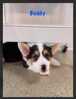 Buddy-reduced, a male Pembroke Welsh Corgi for sale in Lexington, KY – Photo 3 of 9
