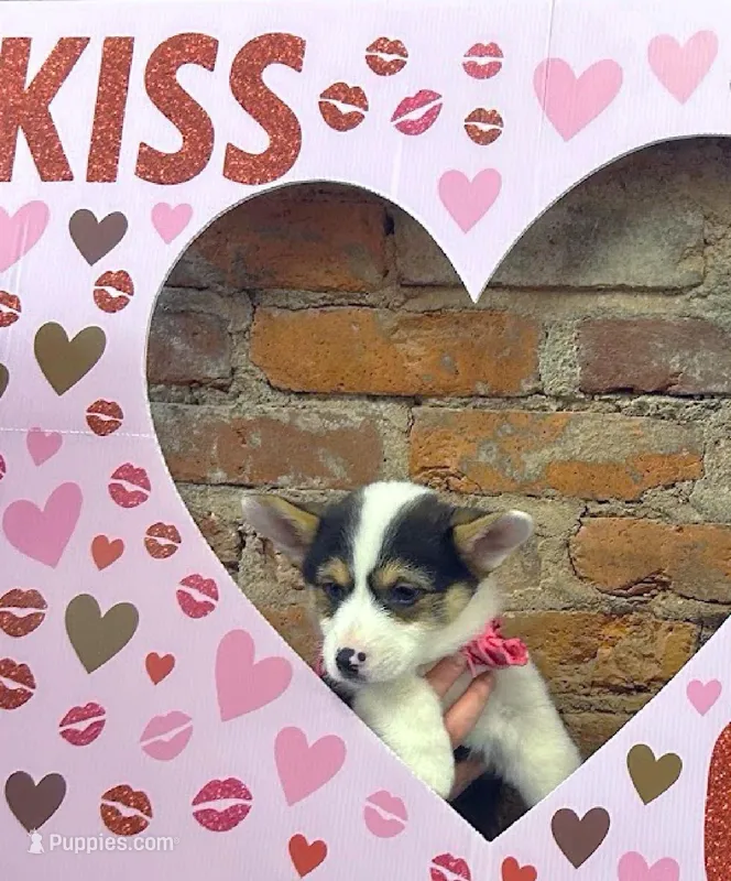 Buddy, a male Pembroke Welsh Corgi for sale in Lexington, KY – Photo 1 of 4