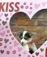 Buddy, a male Pembroke Welsh Corgi for sale in Lexington, KY – Photo 1 of 4