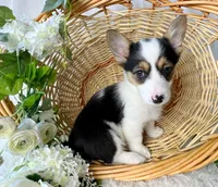 Buddy, a male Pembroke Welsh Corgi for sale in Lexington, KY – Photo 2 of 4