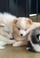 Alice- mini Pomsky , a female Pomsky for sale in Lexington, KY – 3 of 7