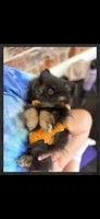 Iggy-AKC , a male Pomeranian for sale in Danville, KY – 2 of 4