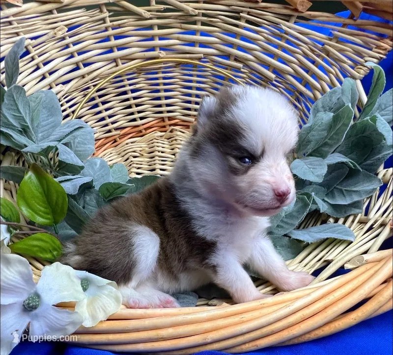 Delilah-toy/ mini – Pomsky puppy for sale in Lexington, KY