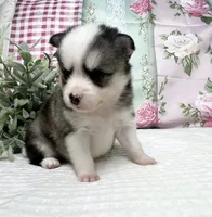 Ace -mini , a male Pomsky for sale in Lexington, KY – 1 of 3