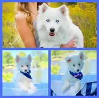 Little Whitmore, a male Pomsky for sale in Lexington, KY – 1 of 5