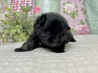 Ikko- AKC, a male Pomeranian for sale in Lexington, KY – 2 of 3