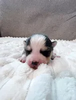 Simon -toy/mini, a male Pomsky for sale in Lexington, KY – Photo 2 of 2