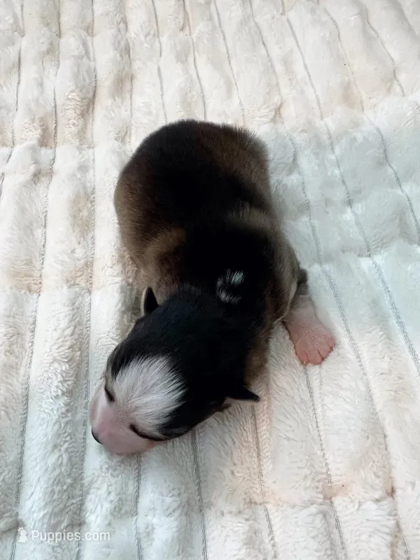 Simon -toy/mini – Pomsky puppy for sale in Lexington, KY