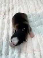 Simon -toy/mini, a male Pomsky for sale in Lexington, KY – Photo 1 of 2