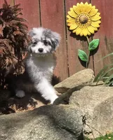 Scarlet, a female Aussiedoodle for sale in Chester, SC – 5 of 5