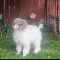 FiFi, a female Poodle - Miniature  for sale in Chester, SC – 6 of 6