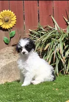 Penelope, a female Poodle - Miniature  for sale in Chester, SC – Photo 6 of 7