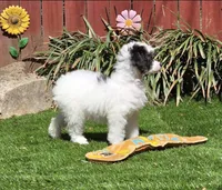 Penelope, a female Poodle - Miniature  for sale in Chester, SC – Photo 5 of 7