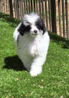 Penelope, a female Poodle - Miniature  for sale in Chester, SC – Photo 7 of 7