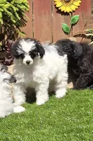 Penelope, a female Poodle - Miniature  for sale in Chester, SC – Photo 3 of 7