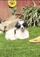 Penelope, a female Poodle - Miniature  for sale in Chester, SC – Photo 4 of 7