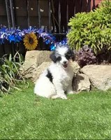 Penelope, a female Poodle - Miniature  for sale in Chester, SC – Photo 1 of 7