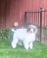 FiFi, a female Poodle - Miniature  for sale in Chester, SC – 5 of 6