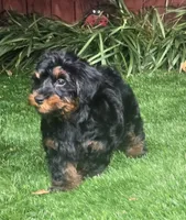 Danny, a female Yorkipoo for sale in Chester, SC – 4 of 5