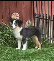 Penny, a female Toy Australian Shepherd for sale in Chester, SC – 2 of 5