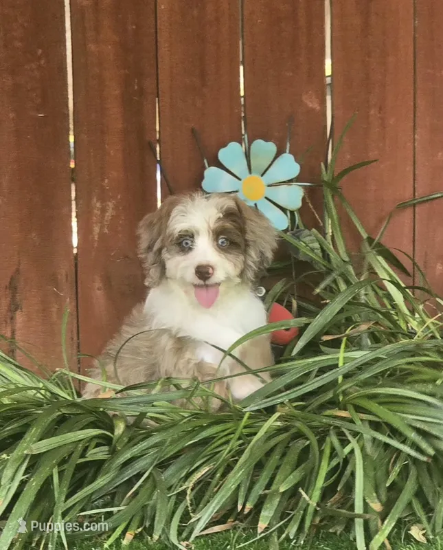 Sam – Aussiedoodle puppy for sale in Chester, SC