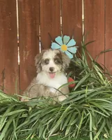 Sam, a male Aussiedoodle for sale in Chester, SC – 1 of 5