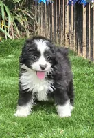 Clementine, a female Aussiedoodle for sale in Chester, SC – 5 of 8