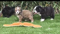 Bodhi, a male Aussiedoodle for sale in Chester, SC – 2 of 7