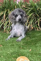 Conner, a male Poodle - Miniature  for sale in Chester, SC – 6 of 6