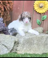 Fig, a female Poodle - Miniature  for sale in Chester, SC – 2 of 4
