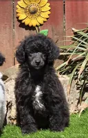 Oakley, a male Poodle - Miniature  for sale in Chester, SC – Photo 5 of 7