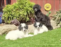 Oakley, a male Poodle - Miniature  for sale in Chester, SC – Photo 2 of 7