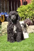 Oakley, a male Poodle - Miniature  for sale in Chester, SC – Photo 4 of 7