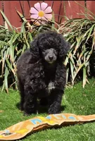 Oakley, a male Poodle - Miniature  for sale in Chester, SC – Photo 6 of 7