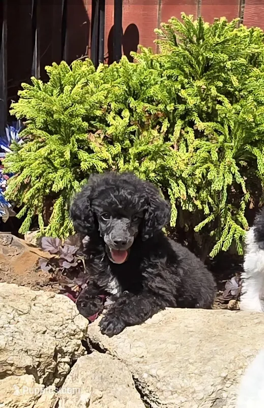 Oakley – Poodle - Miniature  puppy for sale in Chester, SC