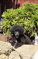 Oakley, a male Poodle - Miniature  for sale in Chester, SC – Photo 1 of 7