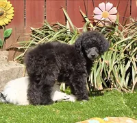 Oakley, a male Poodle - Miniature  for sale in Chester, SC – Photo 3 of 7