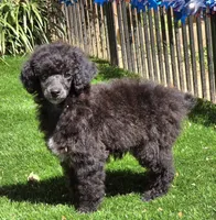 Oakley, a male Poodle - Miniature  for sale in Chester, SC – Photo 7 of 7