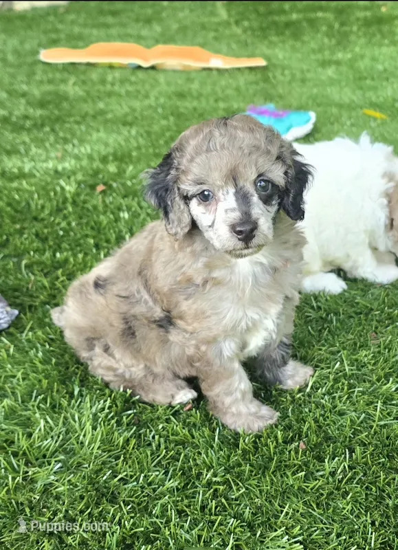 Piper – Poodle - Miniature  puppy for sale in Chester, SC