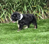 Sophia, a female Aussiedoodle for sale in Chester, SC – 6 of 7