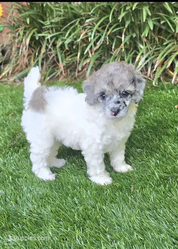 Lainey – Poodle - Miniature  puppy for sale in Chester, SC