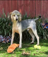 processed/7b3cdeb2-940c-4fb2-82cb-fc0b27c50cc5/listing/1b8afa77-a4b1-4c2c-bb3c-976c8f89dcb9/cda03c6b-1112-4b5f-a9dd-482770a2b6a3