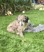 Piper, a female Poodle - Miniature  for sale in Chester, SC – 4 of 6